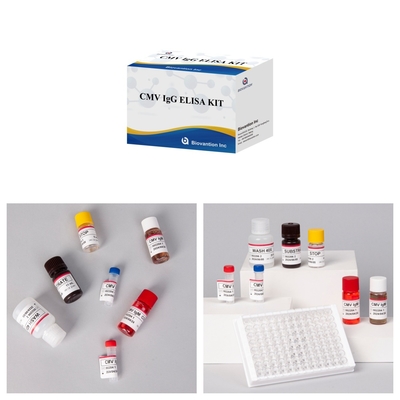 Biovantion CMV 18 महीने की शेल्फ लाइफ IVD ELISA सीरम प्लाज्मा टेस्ट किट